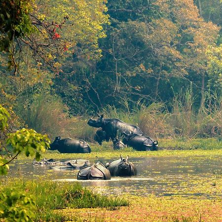 Chitwan Gaida Lodge - Animal Lovers & Birdwatchers Paradise Sauraha Dış mekan fotoğraf
