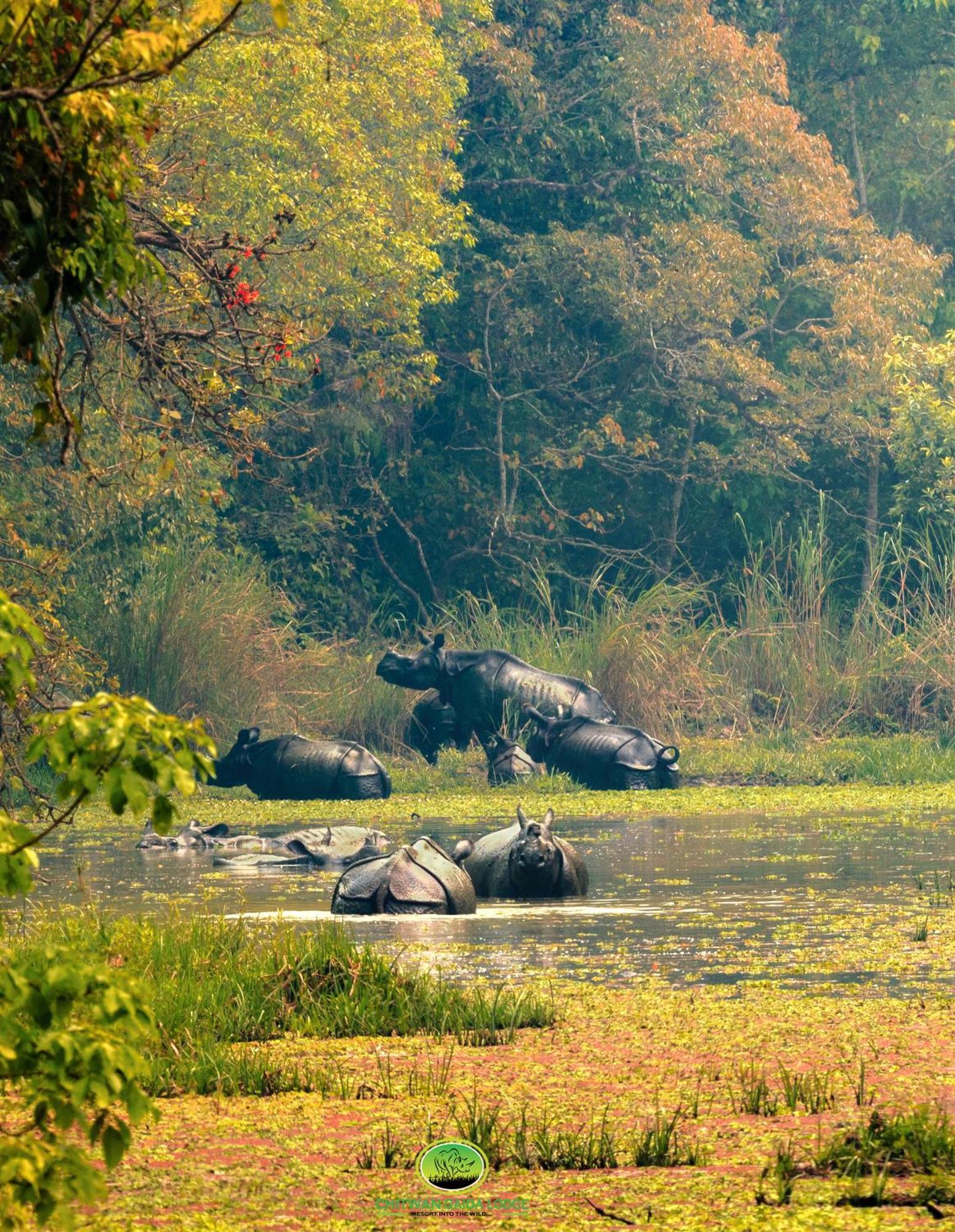 Chitwan Gaida Lodge - Animal Lovers & Birdwatchers Paradise Sauraha Dış mekan fotoğraf